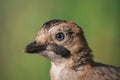 Eurasian jay Garrulus glandarius portrait close up Royalty Free Stock Photo