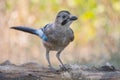 Eurasian jay Garrulus glandarius portrait close up Royalty Free Stock Photo