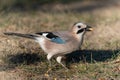 Eurasian jay Garrulus glandarius portrait close up Royalty Free Stock Photo