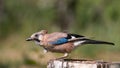 Eurasian jay Garrulus glandarius portrait close up. A bird in poor plumage Royalty Free Stock Photo