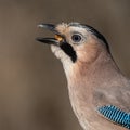 Eurasian jay Garrulus glandarius portrait close up Royalty Free Stock Photo