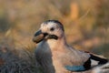 Eurasian jay Garrulus glandarius portrait close up Royalty Free Stock Photo