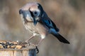 Eurasian jay Garrulus glandarius portrait close up Royalty Free Stock Photo