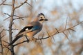 Eurasian jay Garrulus glandarius portrait close up Royalty Free Stock Photo