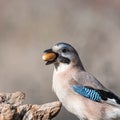 Eurasian jay Garrulus glandarius portrait close up Royalty Free Stock Photo