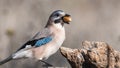 Eurasian jay Garrulus glandarius portrait close up Royalty Free Stock Photo