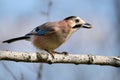 Eurasian jay Garrulus glandarius portrait close up Royalty Free Stock Photo