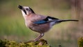 Eurasian jay Garrulus glandarius portrait close up Royalty Free Stock Photo