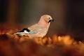 Eurasian Jay, Garrulus glandarius, portrait of nice bird with orange fall down leaves and morning sun during autumn Royalty Free Stock Photo