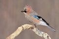 Eurasian jay, posing on a branch, picked up a pappus.