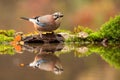 eurasian jay with reflection as it is bending over water surface in autumn nature