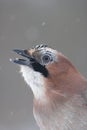 Eurasian jay Royalty Free Stock Photo
