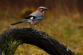 Eurasian jay, Garrulus glandarius