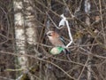 The Eurasian jay (Garrulus glandarius) sitting on a bird feeder fat ball in a green net hanging in the tree in winter Royalty Free Stock Photo