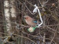 The Eurasian jay (Garrulus glandarius) sitting on a bird feeder fat ball in a green net hanging in the tree in winter Royalty Free Stock Photo