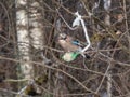 The Eurasian jay (Garrulus glandarius) sitting on a bird feeder fat ball in a green net hanging in the tree in winter Royalty Free Stock Photo