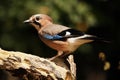 The Eurasian jay Garrulus glandarius sitting on the branch Royalty Free Stock Photo