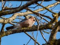 The Eurasian jay Garrulus glandarius sitting on a branch with visible wing with black and white bars and a prominent bright blue