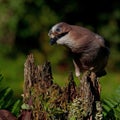 Eurasian jay sitting on an old mossy stump