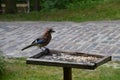 Eurasian jay, Garrulus glandarius, sitting on winter feeder with a nut in its beak Royalty Free Stock Photo