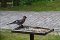 Eurasian jay, Garrulus glandarius, sitting on winter feeder with a nut in its beak Royalty Free Stock Photo