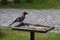 Eurasian jay, Garrulus glandarius, sitting on winter feeder with a nut in its beak Royalty Free Stock Photo