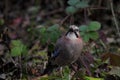 Eurasian Jay (Garrulus glandarius) Royalty Free Stock Photo