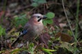 Eurasian Jay (Garrulus glandarius) Royalty Free Stock Photo