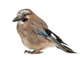 Eurasian Jay, Garrulus glandarius Royalty Free Stock Photo