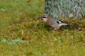 Eurasian Jay on the ground Royalty Free Stock Photo