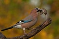 Eurasian jay have caught a The wood Mouse Royalty Free Stock Photo