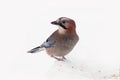 Eurasian jay near bird feeder in winter time Royalty Free Stock Photo