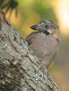 Eurasian Jay - Gaio - Garrulus glandarius Royalty Free Stock Photo