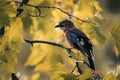 Eurasian jay perched atop a wire, its silhouette framed by the branches of a nearby tree.