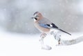 Eurasian jay perched on a tree branch in the falling snow Royalty Free Stock Photo