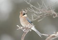 Eurasian jay perched on a tree branch in winter Royalty Free Stock Photo