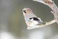 Eurasian jay perched on a tree branch in winter Royalty Free Stock Photo