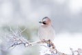 Eurasian jay perched on a tree branch in winter Royalty Free Stock Photo