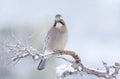 Eurasian jay perched on a tree branch in winter Royalty Free Stock Photo