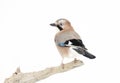Eurasian jay perched on a tree branch in winter Royalty Free Stock Photo