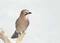 Eurasian jay perched on a tree branch in winter Royalty Free Stock Photo