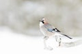 Eurasian jay perched on a tree branch in winter Royalty Free Stock Photo