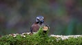 Eurasian jay perched in the woods in the rain Royalty Free Stock Photo