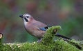 Eurasian jay perched in the woods in the rain Royalty Free Stock Photo