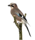 Eurasian Jay perching on a branch, Garrulus glandarius, isolated