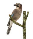 Eurasian Jay perching on a branch, Garrulus glandarius, isolated