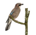 Eurasian Jay perching on a branch, Garrulus glandarius, isolated