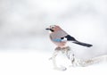 Eurasian Jay perching on a tree branch in the falling snow Royalty Free Stock Photo