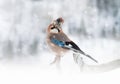 Eurasian Jay perching on the tree branch while snowing Royalty Free Stock Photo