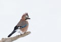 Eurasian Jay perching on a tree branch in winter Royalty Free Stock Photo